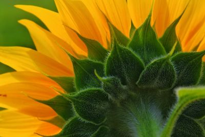 Close-up of sunflower on plant