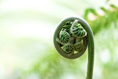 Close-up of spiral flower