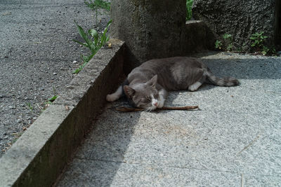 High angle view of cat sleeping on footpath