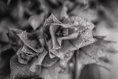 Close-up of water drops on red rose flower