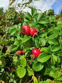 Close-up of red berries growing on plant