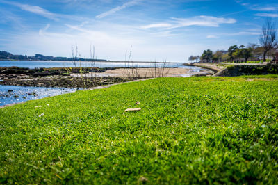 Scenic view of grassy field against cloudy sky