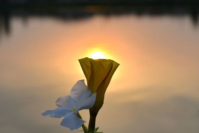 Close-up of white flowering plant against sky during sunset