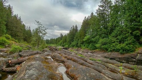 Plants and trees in forest against sky