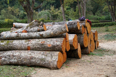 Stack of logs in forest