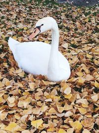 White duck on autumn leaves