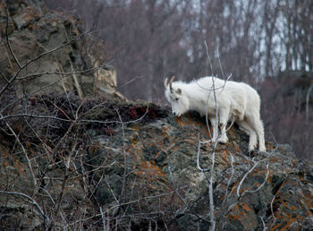 White horse in a forest