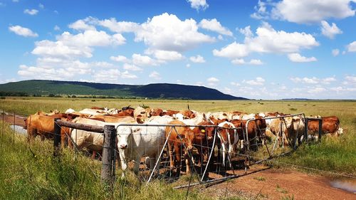 Cows grazing on field against sky