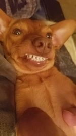 Close-up portrait of a dog