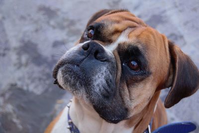 Close-up of dog looking away