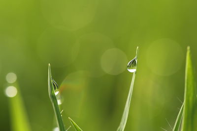 Close-up of drop on grass