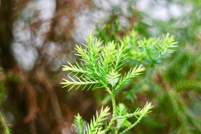 Close-up of plant growing on tree