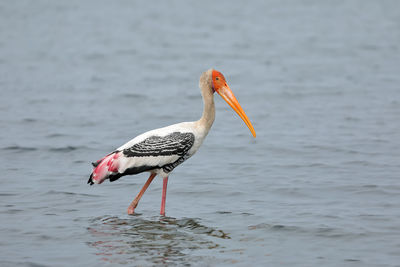 View of bird on the sea