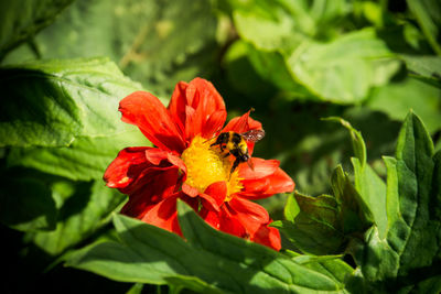 Close-up of red flower