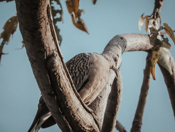Low angle view of bird perching on tree