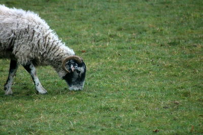 View of sheep on field