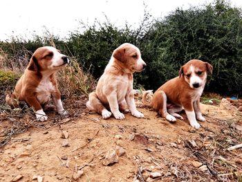 Dogs sitting on a land