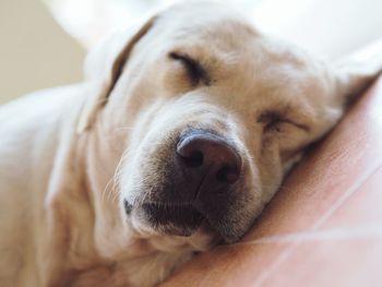 Close-up portrait of dog relaxing on floor