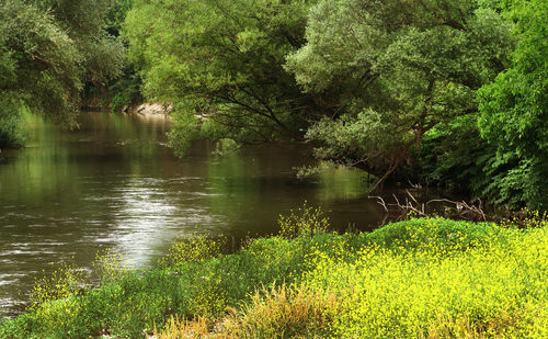 Scenic view of lake in forest
