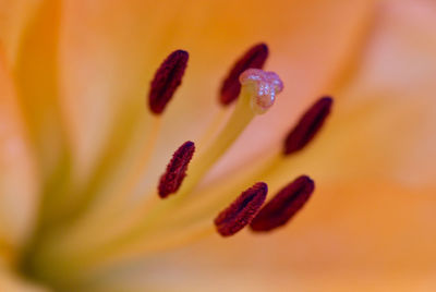 Close-up of red rose flower