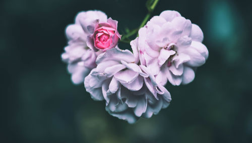 Close-up of flowers blooming outdoors