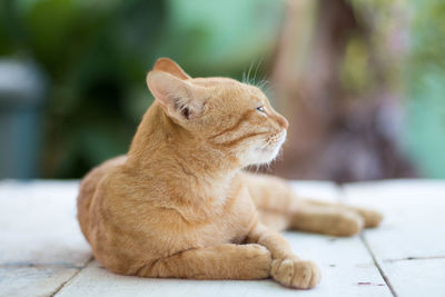 Close-up of a cat looking away