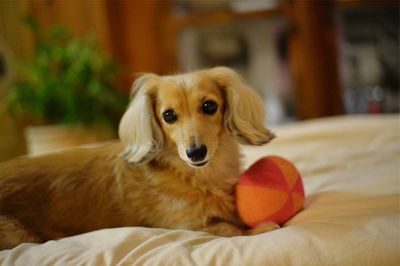 Portrait of dog relaxing on bed