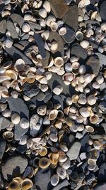 Pebbles and shells on a beach