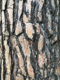 Full frame shot of tree trunk