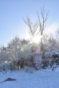 Bare trees on snow covered field against sky