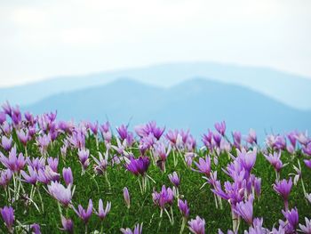 Close-up of pink flowers in field