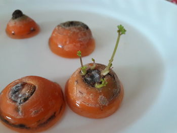 Close-up of served fruits in plate