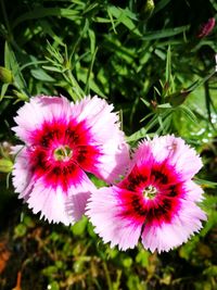 Close-up of pink flowers blooming outdoors