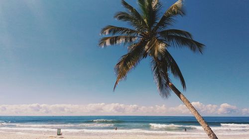 Coconut palm tree at beach against sky
