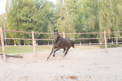 Horse in ranch