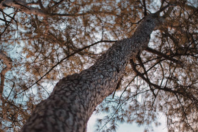 Low angle view of a tree