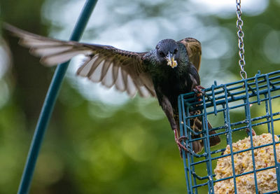 Falling off the cage