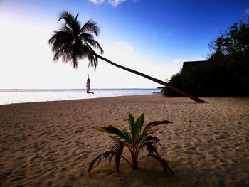 Palm trees on beach against sky