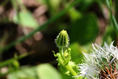 Close-up of white flower plant