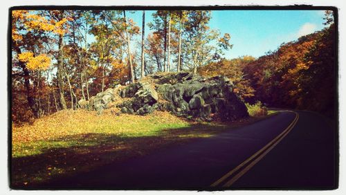 Road passing through forest