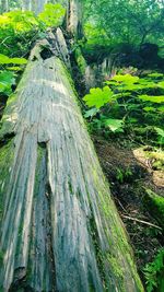 Trees in forest