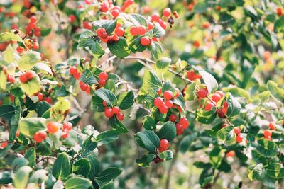 Close-up of berries growing on tree