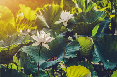 Close-up of flowering plants