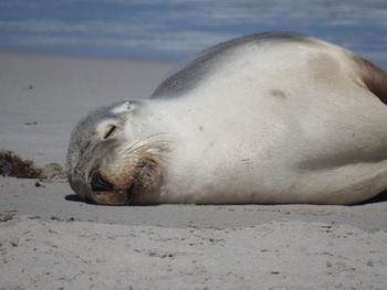 Close-up of sea lion on beach