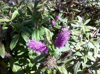 Purple flowers blooming outdoors