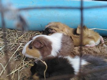 Close-up of two cats sleeping