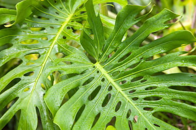 Full frame shot of wet plant leaves