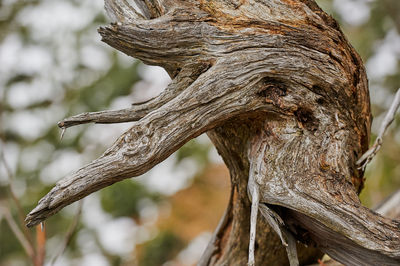 Close-up of tree trunk