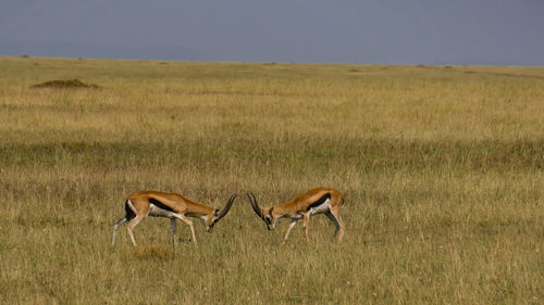 View of animals on field
