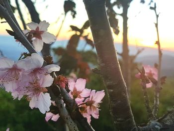 Close-up of fresh flowers blooming on tree